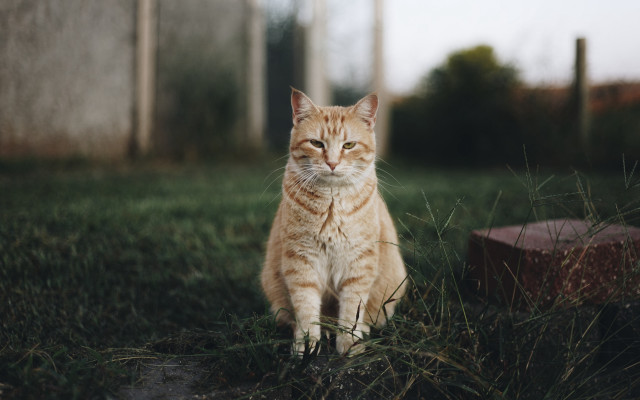 Sad cat in grass portrait free wallpaper for desktop - medium preview image