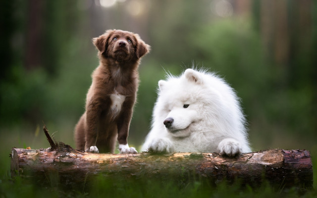 Dog puppy log woods nature free wallpaper for desktop - medium preview image