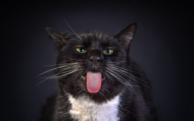 Black white cat tongue out free wallpaper for desktop - medium preview image