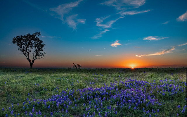 Sunset tree field blueflowers clouds free wallpaper for desktop - medium preview image