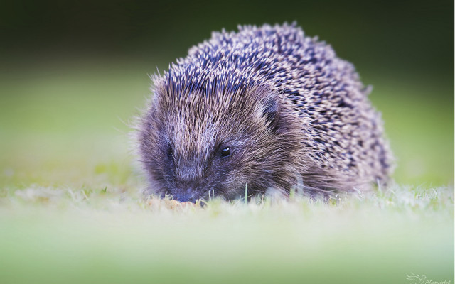 Hedgehog grass daytime sun tiltshift free wallpaper for desktop - medium preview image