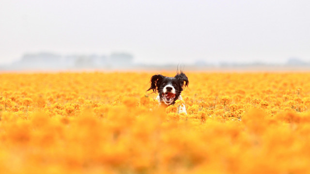 Dog running yellow flowers open free wallpaper for desktop - medium preview image