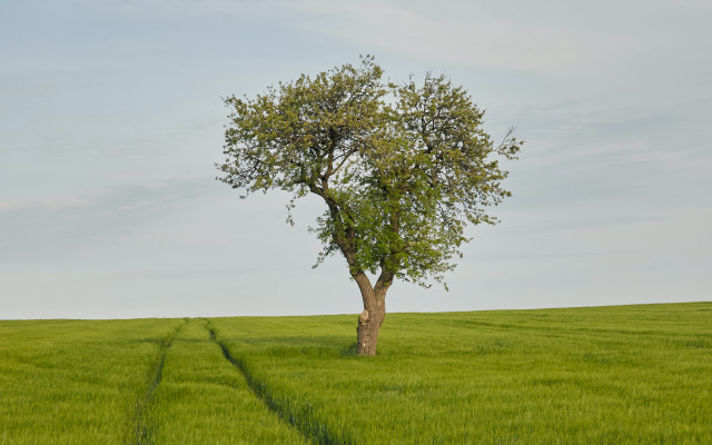 Lone tree green field trail free wallpaper for desktop - medium preview image