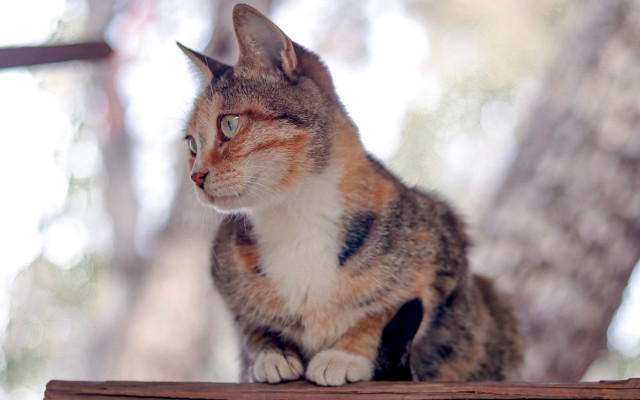 Cat wooden table trees window free wallpaper for desktop - medium preview image