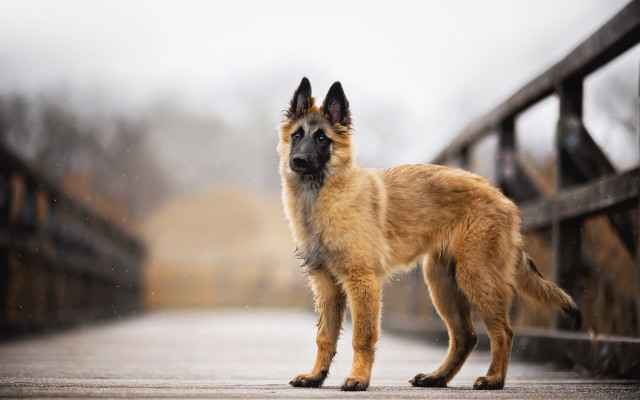 Dog bridge rain photorealism tiltshift free wallpaper for desktop - medium preview image