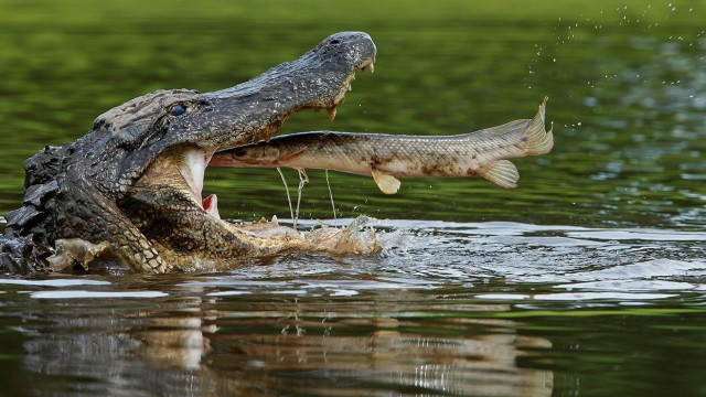 Alligator eating fish photorealistic boat free wallpaper for desktop - medium preview image