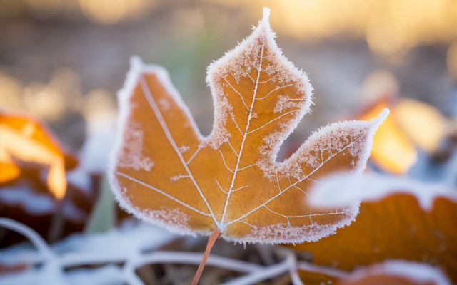 Leaf frost winter macro bokeh free wallpaper for desktop - medium preview image
