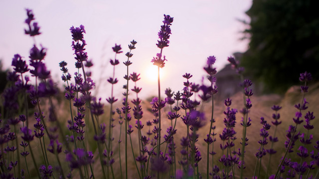 Lavender sunset field grass branch free wallpaper for desktop - medium preview image