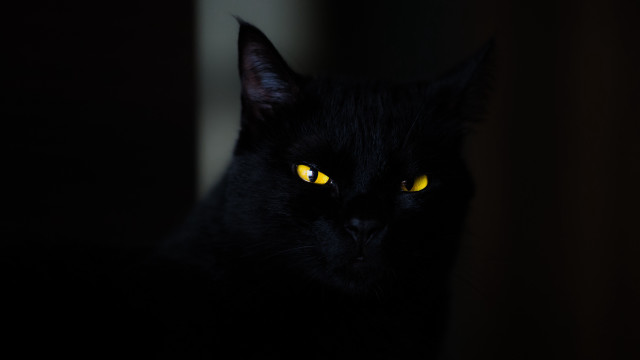 Black cat yellow eyes gothic #13 free wallpaper for desktop - medium preview image