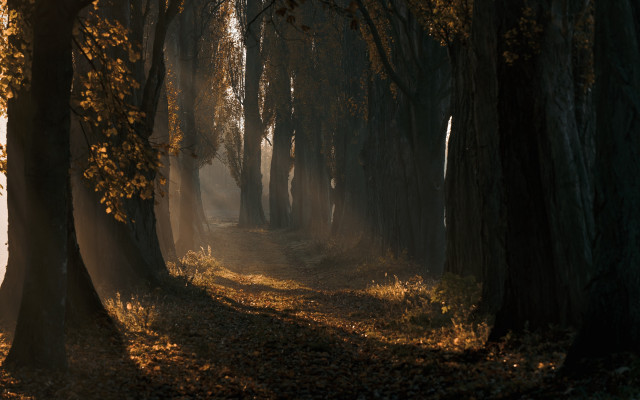 Forest path sunshine leaves autumn free wallpaper for desktop - medium preview image