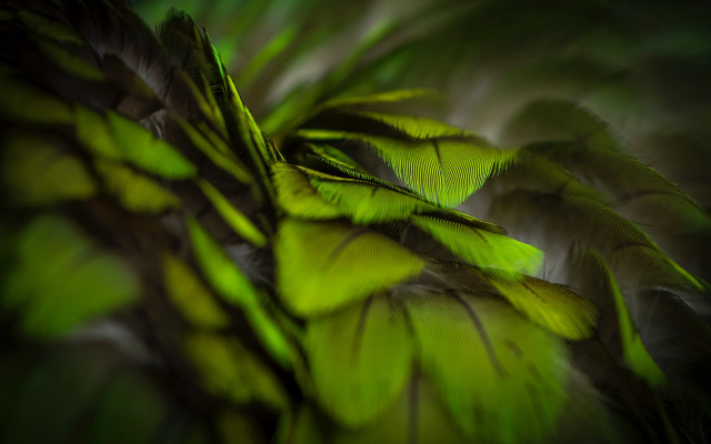 Green plant leaves macro nature free wallpaper for desktop - medium preview image