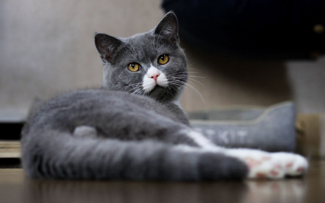 Regal cat trio blurry depth free wallpaper for desktop - medium preview image