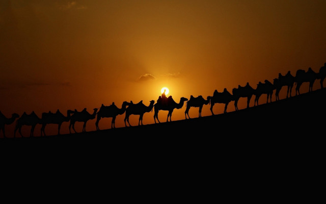 Camels silhouette sunset desert landscape free wallpaper for desktop - medium preview image