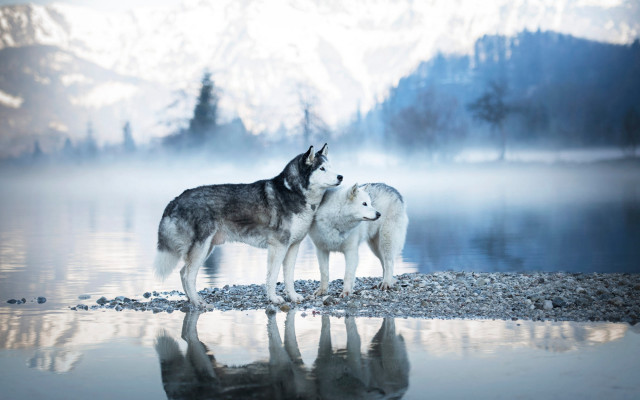 Wolf shore lake mountains fog free wallpaper for desktop - medium preview image