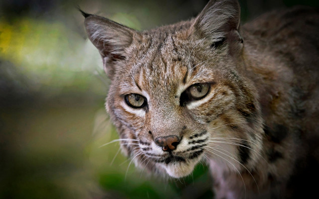 Cat closeup blurry background dog free wallpaper for desktop - medium preview image