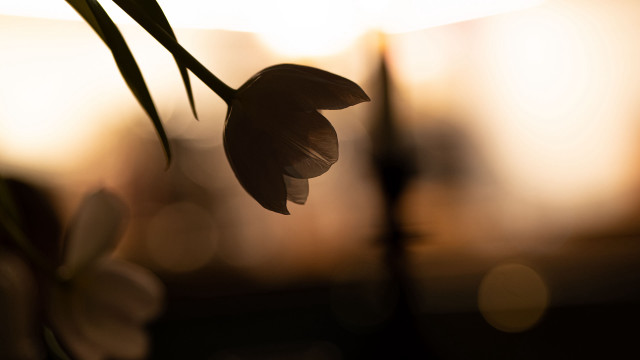 Flower background light macro backlighting free wallpaper for desktop - medium preview image