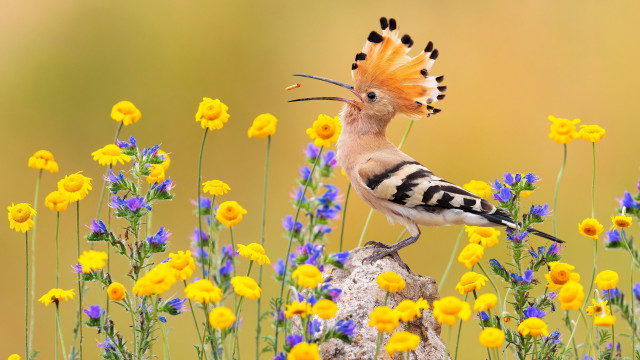Bird long beak flower field free wallpaper for desktop - medium preview image