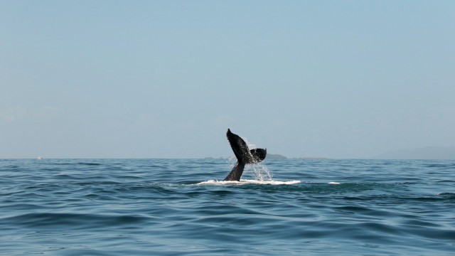 Whale tail ocean boat beach free wallpaper for desktop - medium preview image