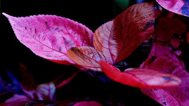 Pink red leaf cherry blossoms free wallpaper for desktop - medium preview image