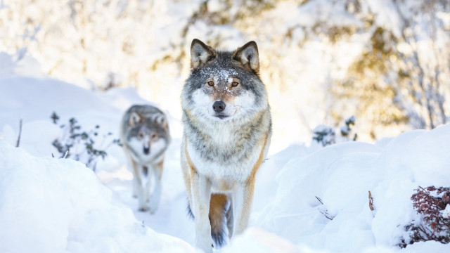 Wolves walking snow woods nature #2 free wallpaper for desktop - medium preview image