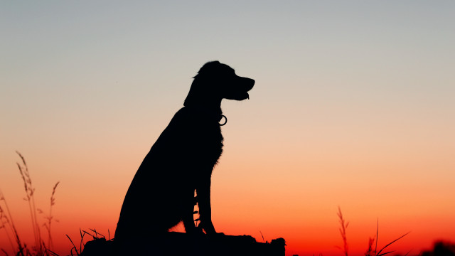 Dog silhouette rock sunset orange free wallpaper for desktop - medium preview image