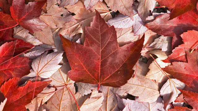 Red yellow leaves fall ground free wallpaper for desktop - medium preview image