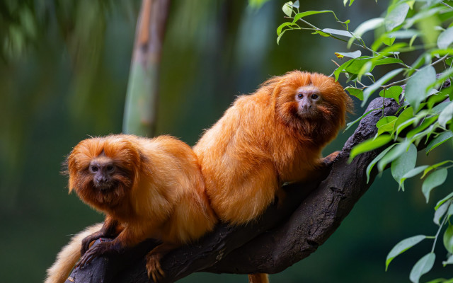 Monkeys branch forest leaves bamboo free wallpaper for desktop - medium preview image