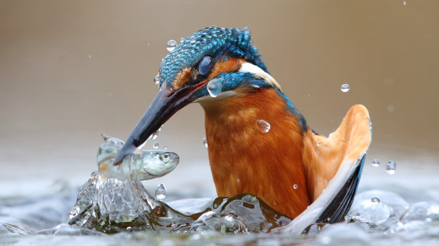 Bird fish water bubbles ice free wallpaper for desktop - medium preview image