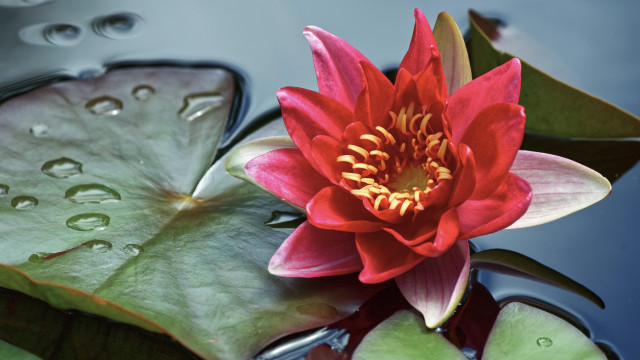 Red flower floating pond water free wallpaper for desktop - medium preview image