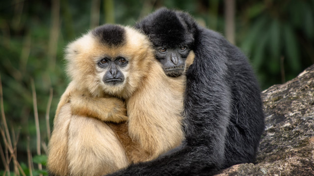 Monkeys rock forest bamboo nature free wallpaper for desktop - medium preview image