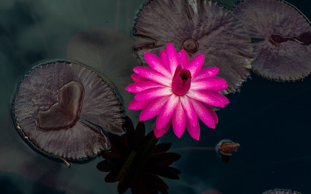 Pink flower floating pond lily #4 free wallpaper for desktop - medium preview image