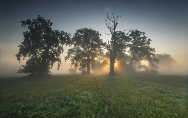 Foggy field tree sun crepuscular free wallpaper for desktop - medium preview image
