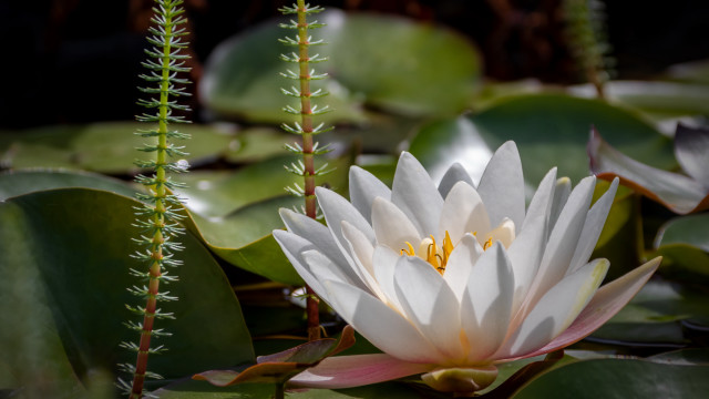 White flower green leaves yellow #3 free wallpaper for desktop - medium preview image