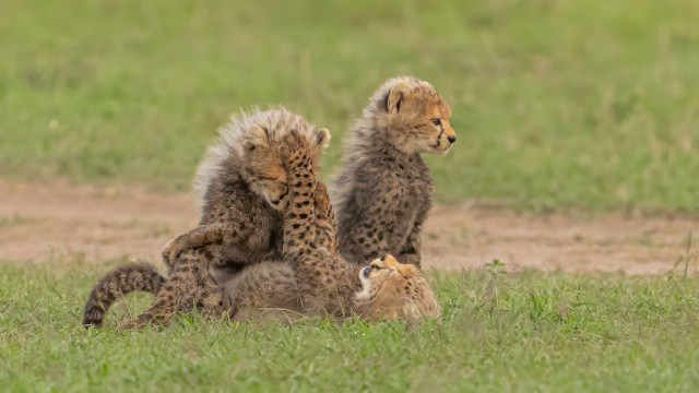 Cheetah cubs playing mother grass free wallpaper for desktop - medium preview image