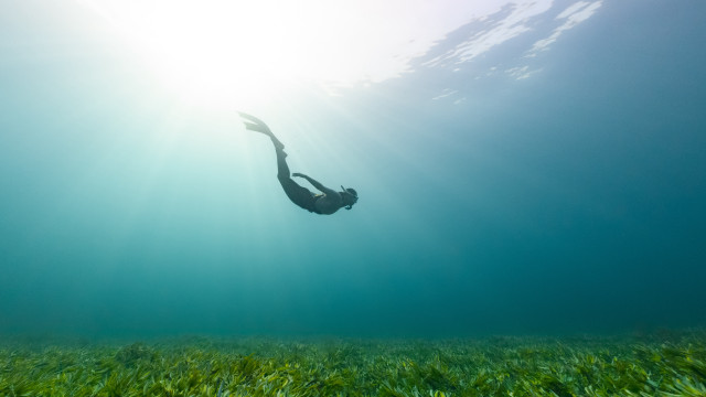 Ocean swimming sunshine grass sense free wallpaper for desktop - medium preview image