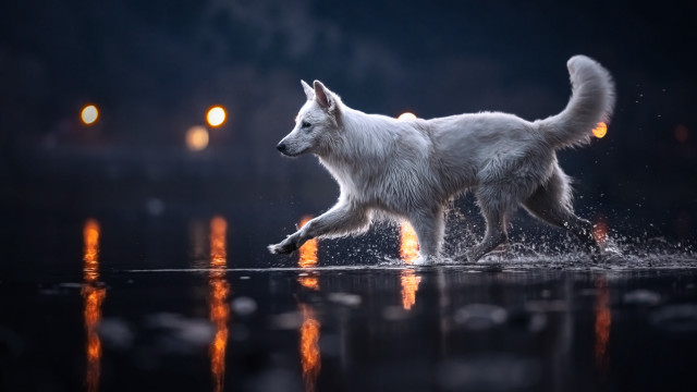 White dog night water fire free wallpaper for desktop - medium preview image