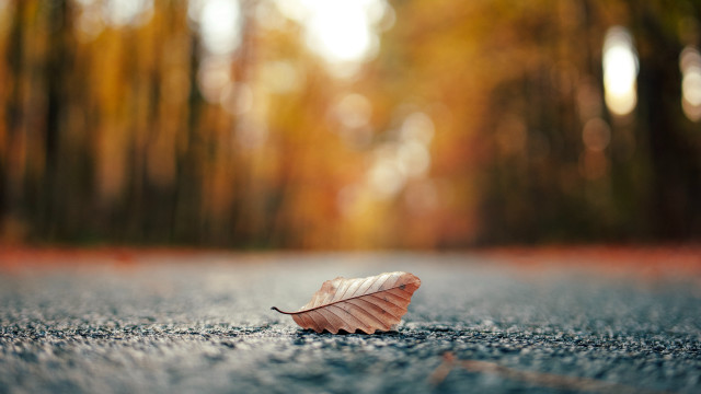 Leaf forest sunbeam autumn blurry free wallpaper for desktop - medium preview image