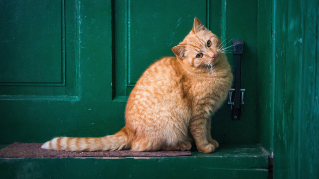 Cat green door rain starry free wallpaper for desktop - medium preview image