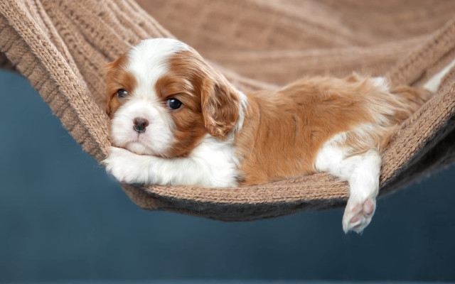 Small brown white dog hammock free wallpaper for desktop - medium preview image
