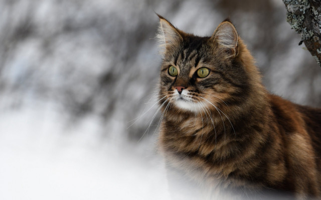 Cat sitting snow tree branch free wallpaper for desktop - medium preview image