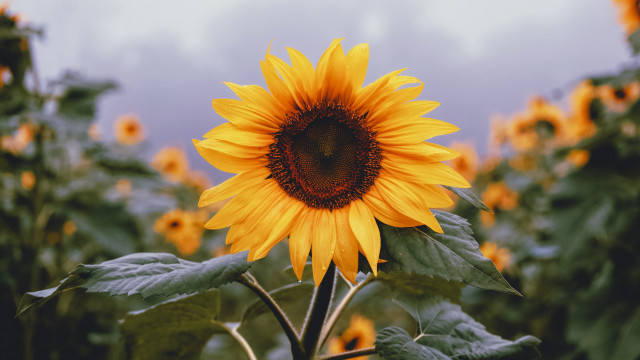 Sunflower field bee cloudy sunset free wallpaper for desktop - medium preview image