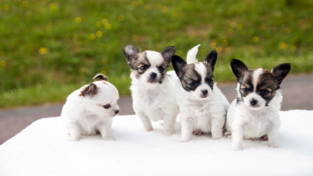 Small dogs white surface green free wallpaper for desktop - medium preview image