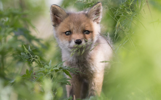 Small fox grass sad nature free wallpaper for desktop - medium preview image