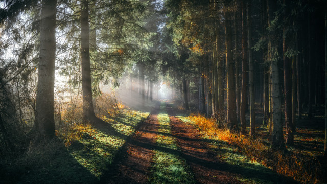 Path woods sunlight trees autumn free wallpaper for desktop - medium preview image
