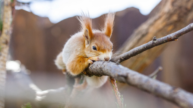 Squirrel eating branch photorealistic outdoors free wallpaper for desktop - medium preview image