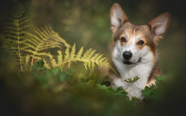 Dog sitting in grass fern free wallpaper for desktop - medium preview image