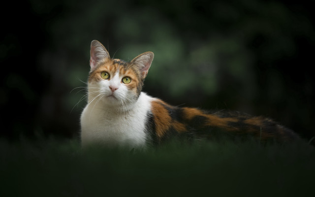 Cat green eyes grass serious #2 free wallpaper for desktop - medium preview image
