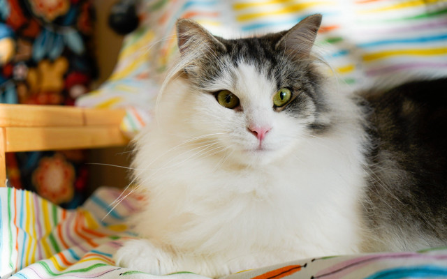 Cat blanket chair stuffed animal free wallpaper for desktop - medium preview image