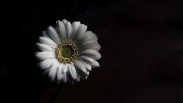 White flower green center black #3 free wallpaper for desktop - medium preview image