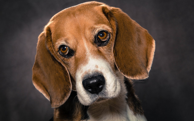 Sad shiba inu black background free wallpaper for desktop - medium preview image